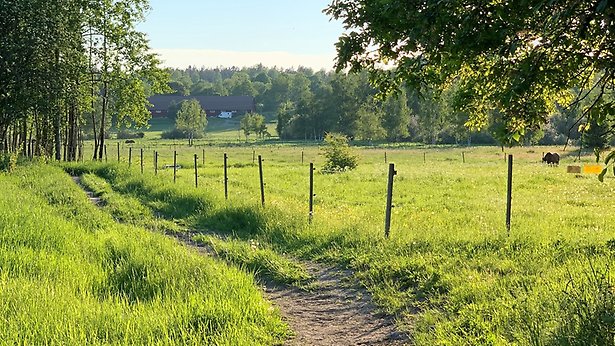 Bild från skogen med vatten synligt genom träden
