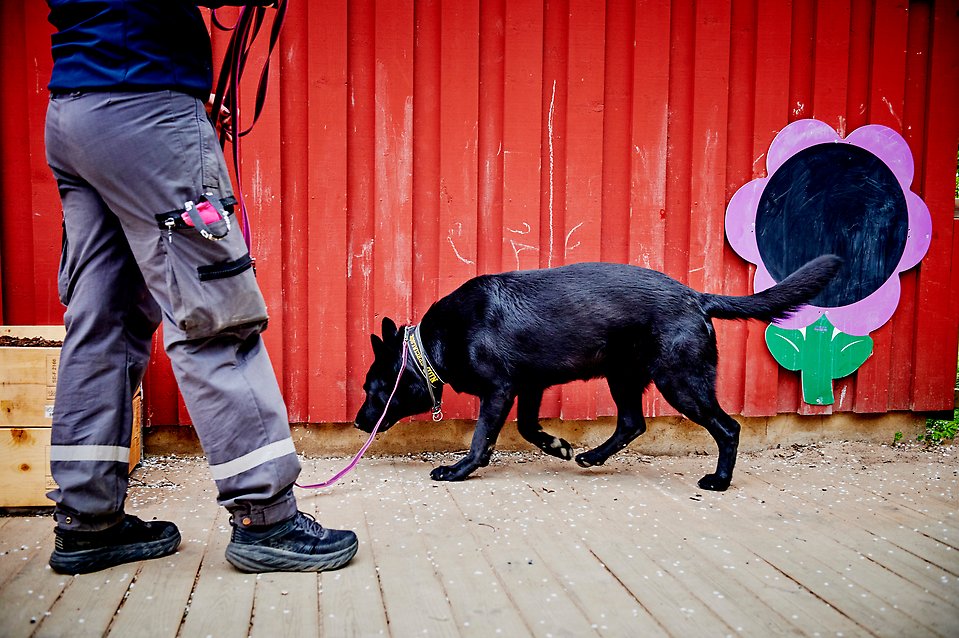 En väktare med hund. Hunden nosar längst med en husvägg till en förskola. Det är en sökhund som hjälper väktaren att hitta droger.