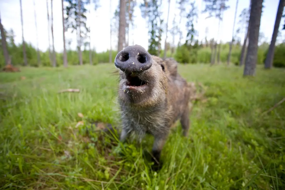 Bilden visar ett gapande vildsvin i en grön lummig miljö