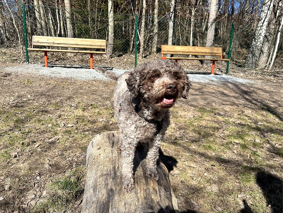 Hunden Lilly leker på en stock i hundrastgården